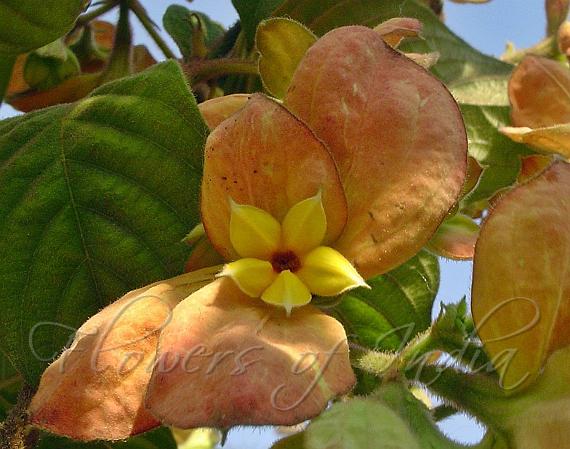 Marmalade Mussaenda